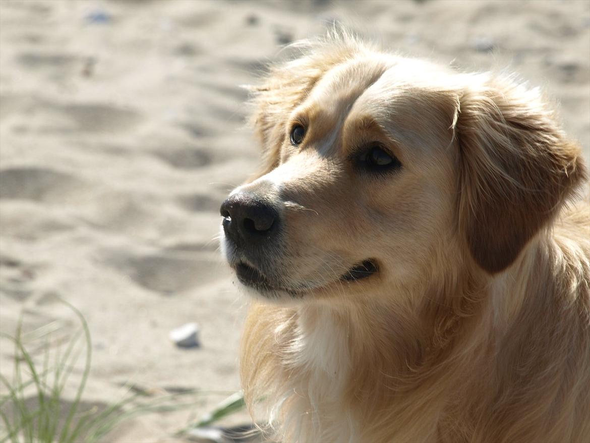Golden retriever Laddy billede 7