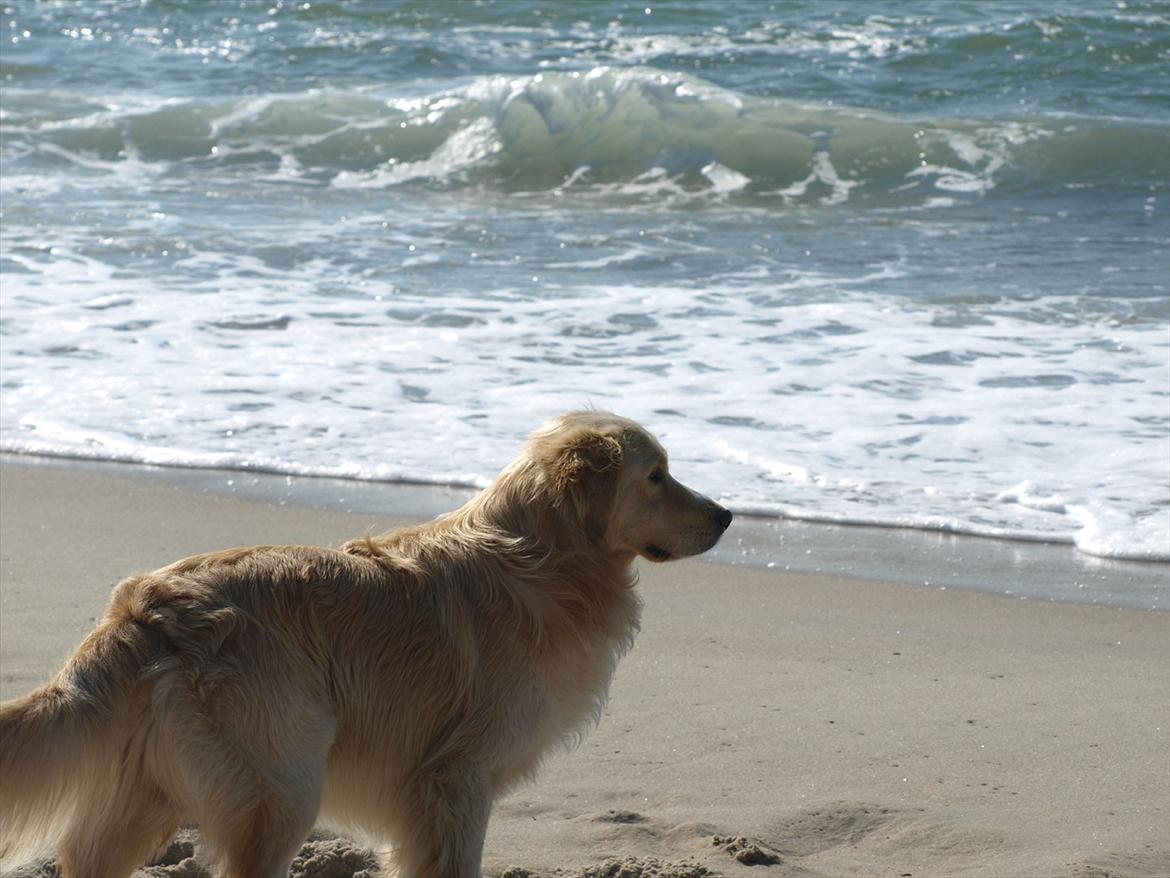 Golden retriever Laddy - Laddy ved vandet!  billede 8