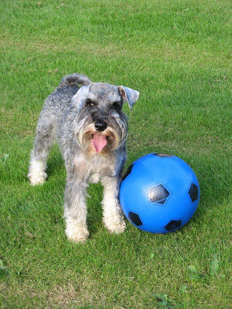 Dvaergschnauzer Ocean Al ( Tjeko ) - 1) Velkommen til Tjeko's profil, smid gerne en kommentar + bedømmelse :)
igen af mine billeder må kopires elller bruges af andre end mig ( d. 2/8 2011 )

 billede 1