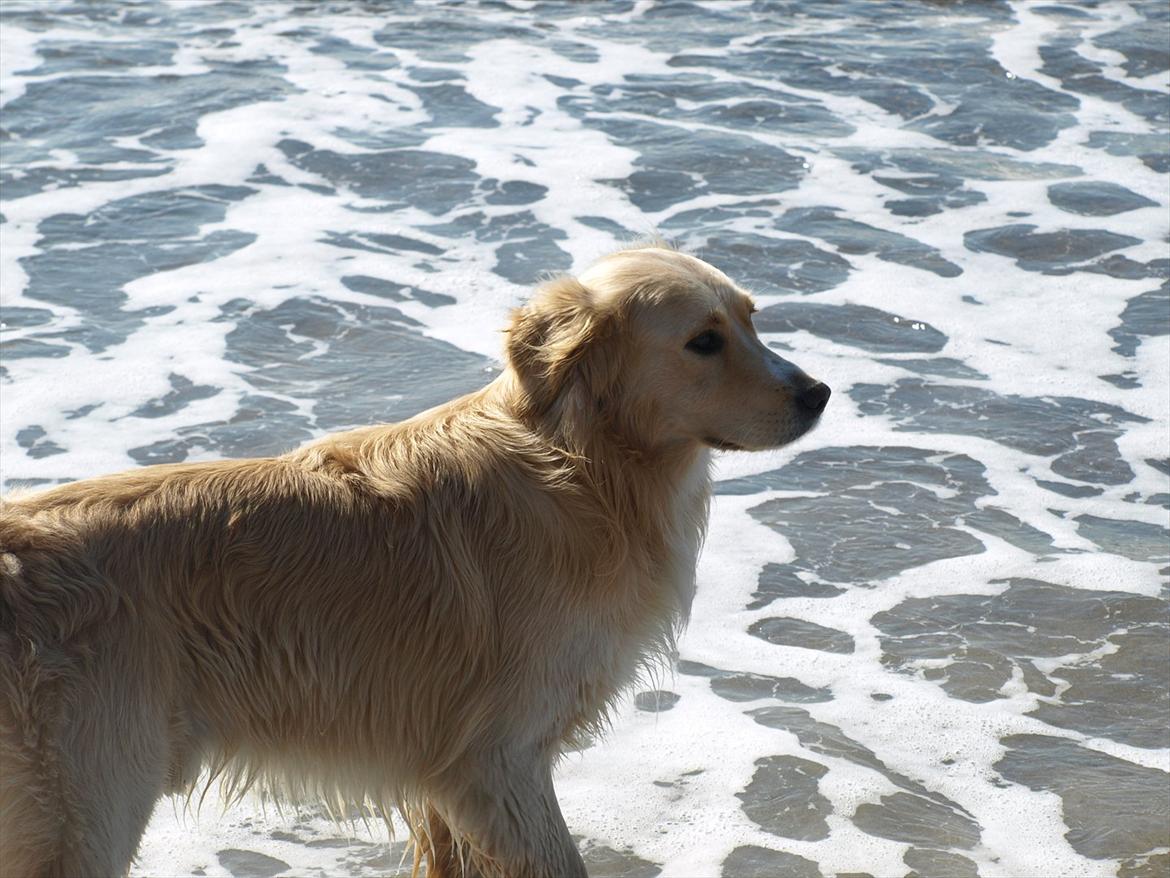 Golden retriever Laddy billede 6