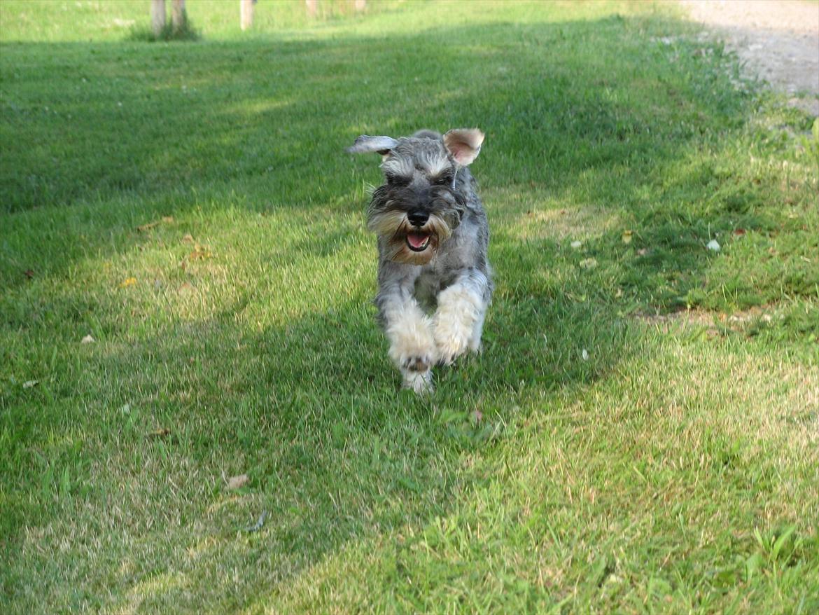 Dvaergschnauzer Ocean Al ( Tjeko ) - 2) Jeg kommer nu!! ( d. 2/8 2011) billede 2