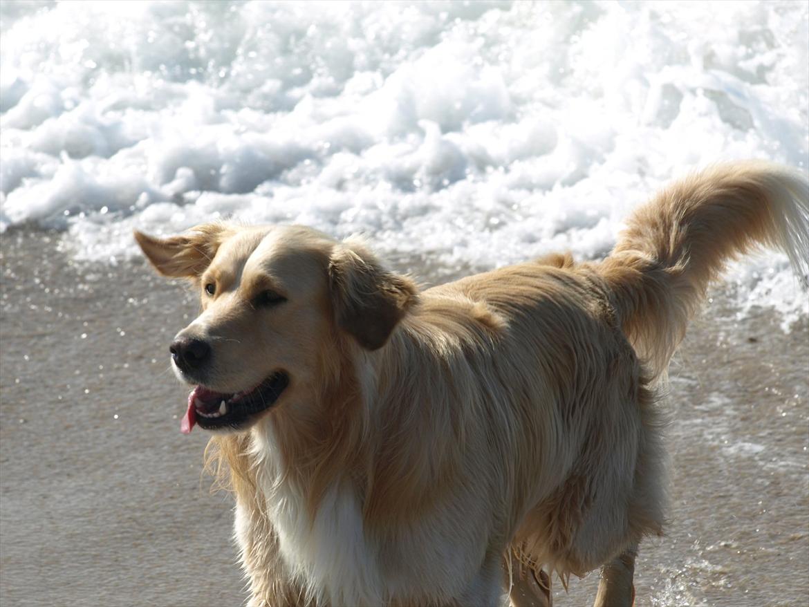 Golden retriever Laddy billede 9