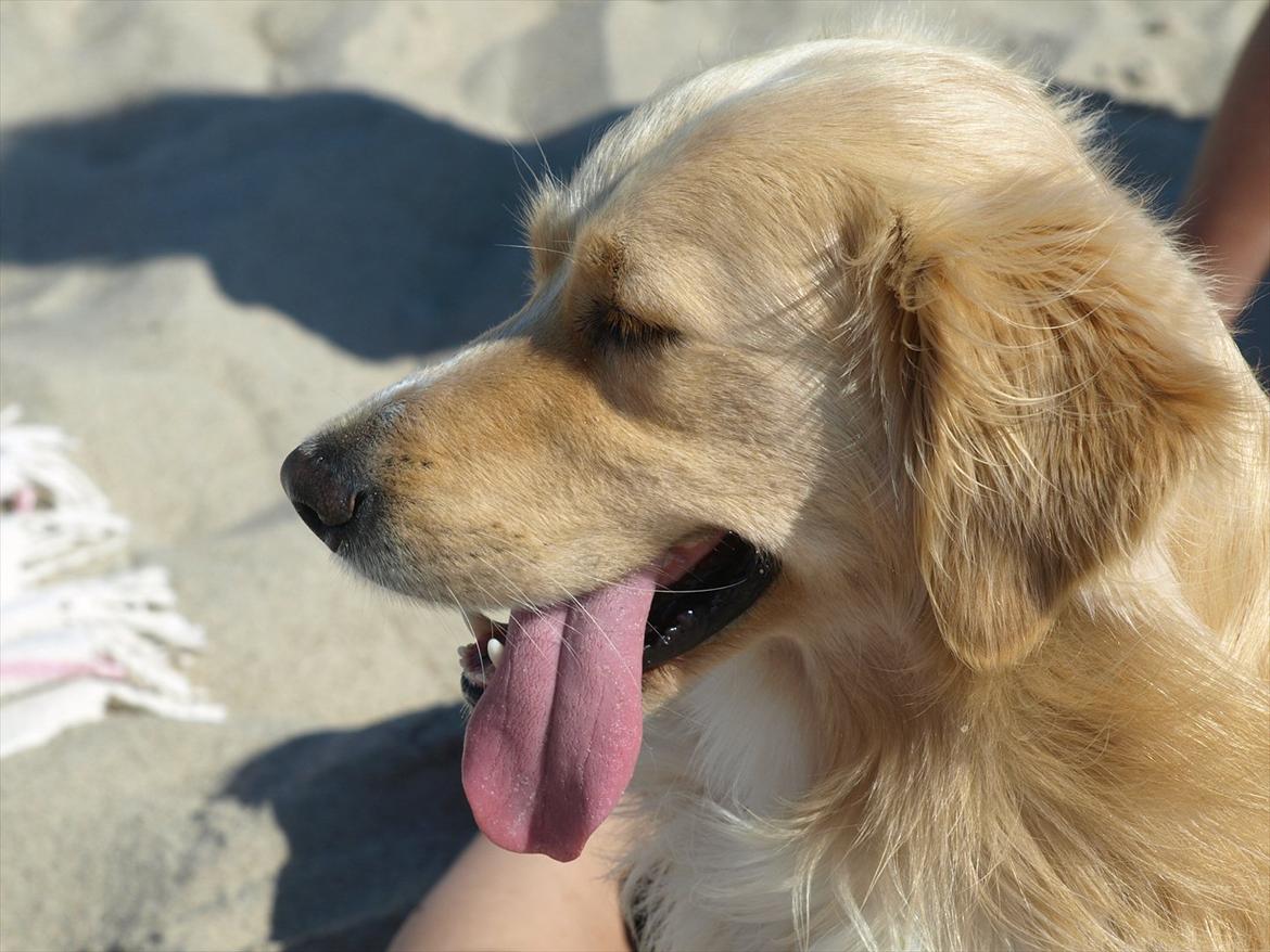 Golden retriever Laddy billede 10