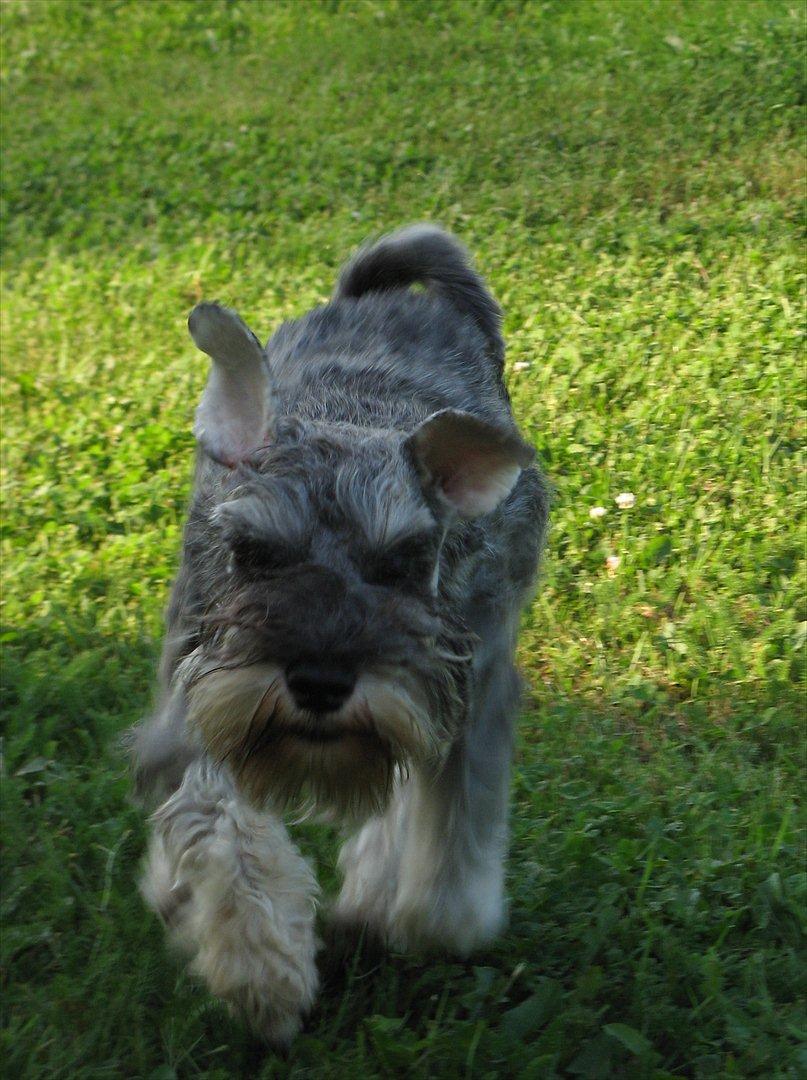 Dvaergschnauzer Ocean Al ( Tjeko ) - 3) ( d. 2/8 2011) billede 3