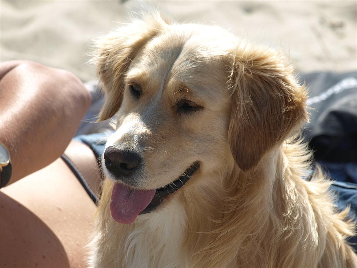 Golden retriever Laddy billede 11