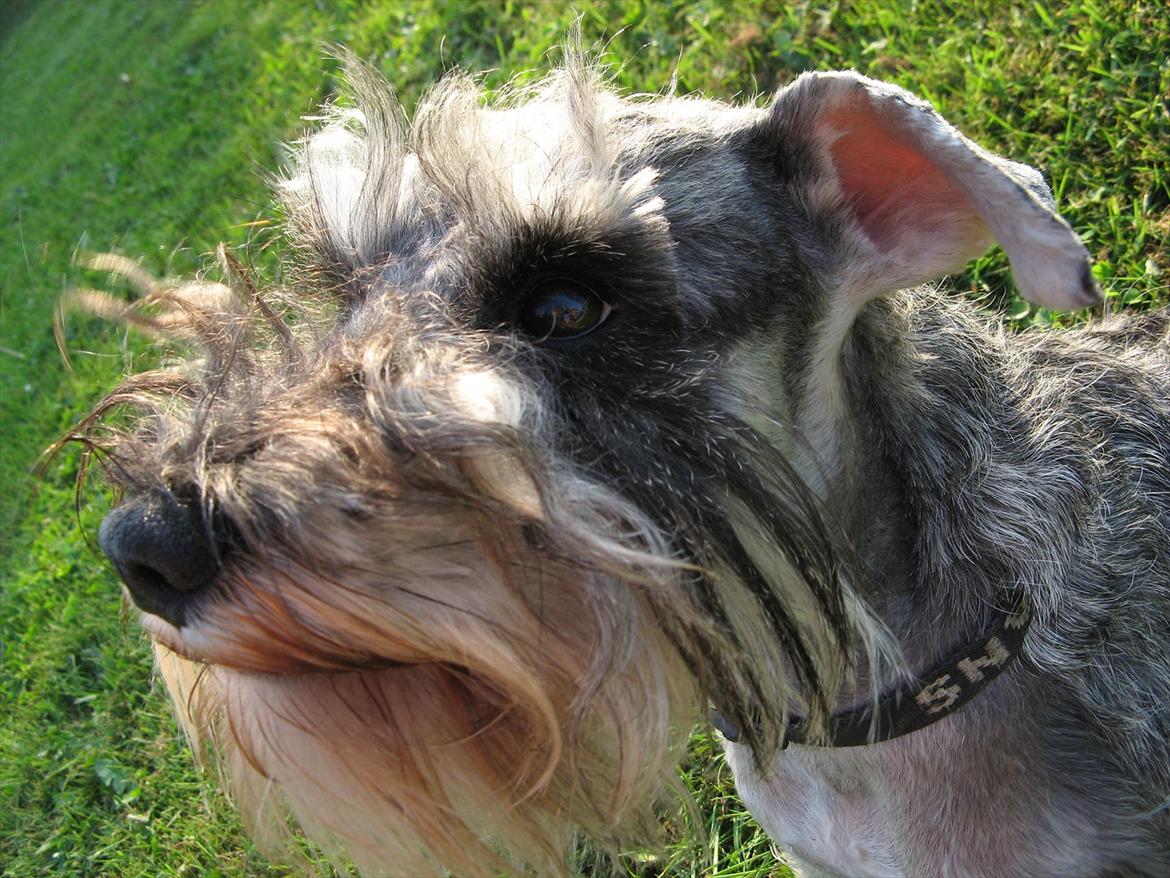 Dvaergschnauzer Ocean Al ( Tjeko ) - 4) Jeg er da sød, må jeg ikke godt få den godbid! ( d. 2/8 2011 ) billede 4