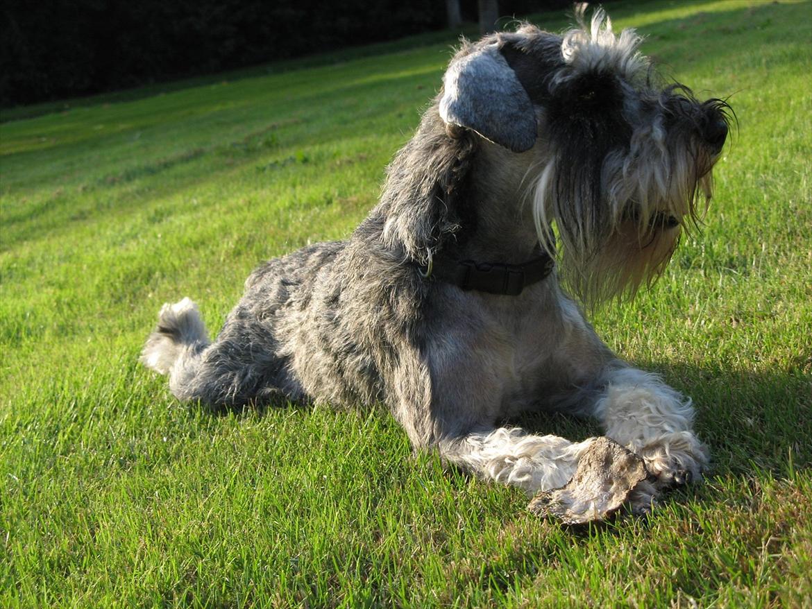 Dvaergschnauzer Ocean Al ( Tjeko ) - 5) ( d. 2/8 2011 ) billede 5