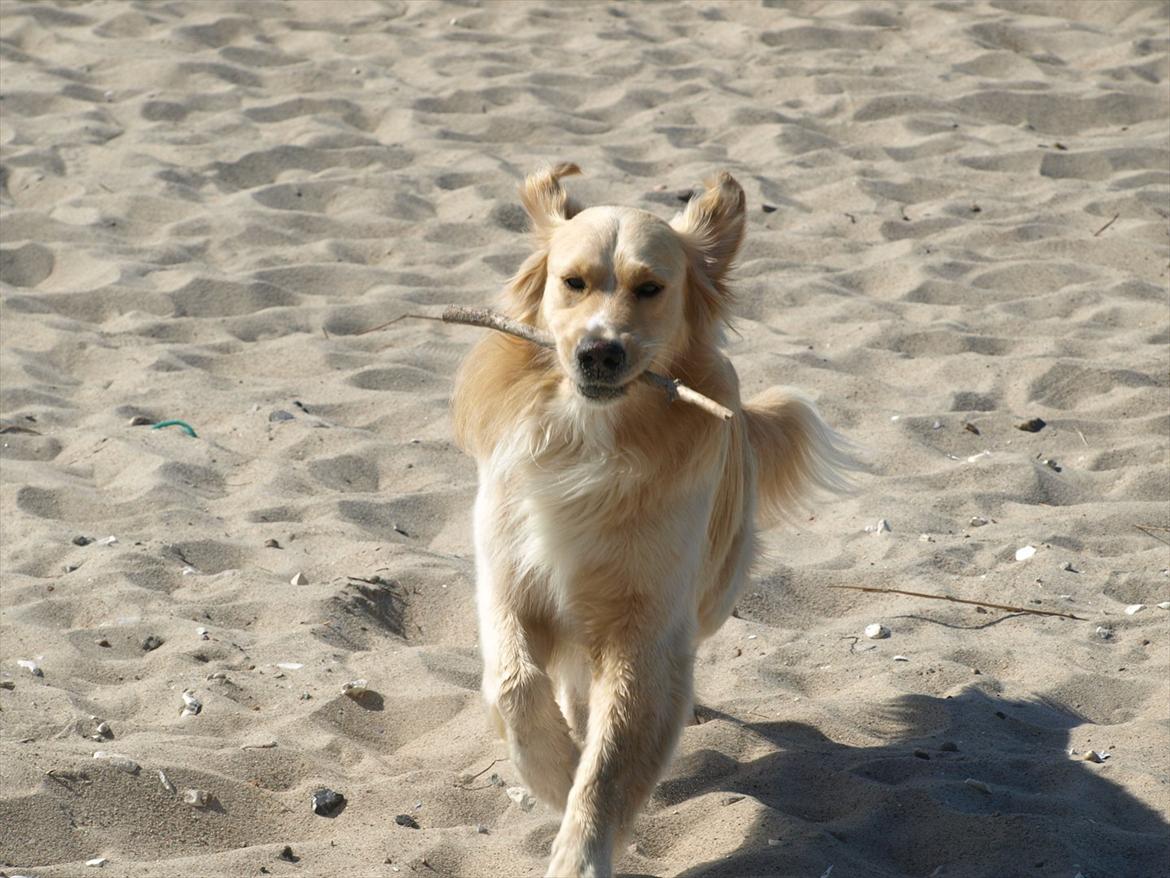 Golden retriever Laddy billede 12