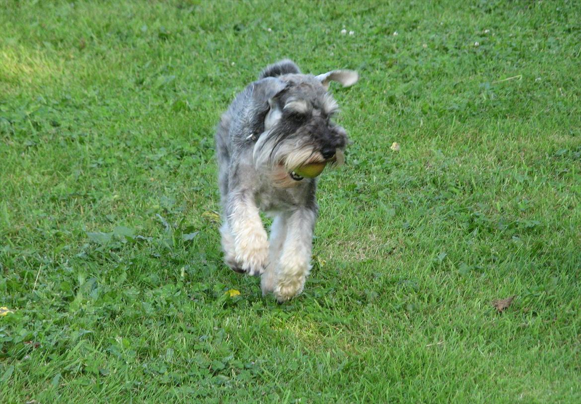 Dvaergschnauzer Ocean Al ( Tjeko ) - 6) Jeg fik æblet! ( d. 2/8 2011 ) billede 6