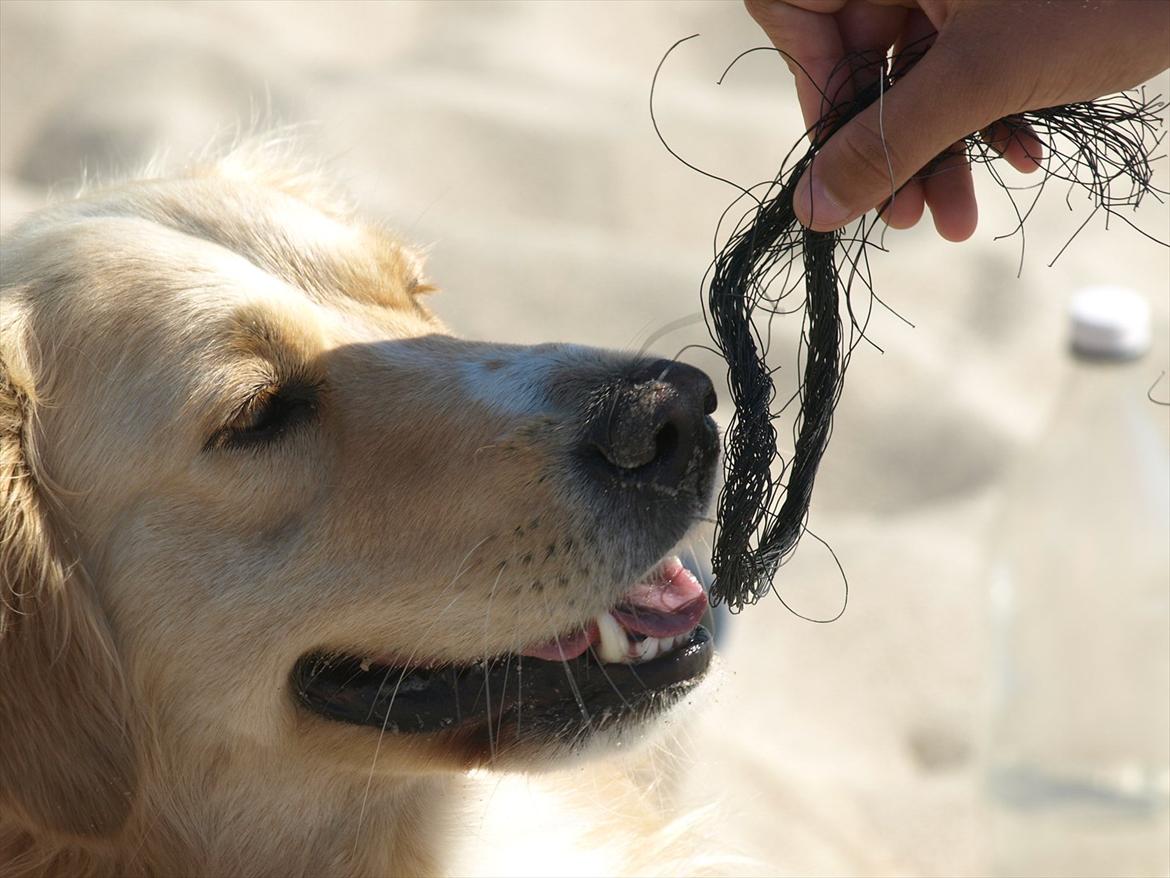 Golden retriever Laddy billede 13