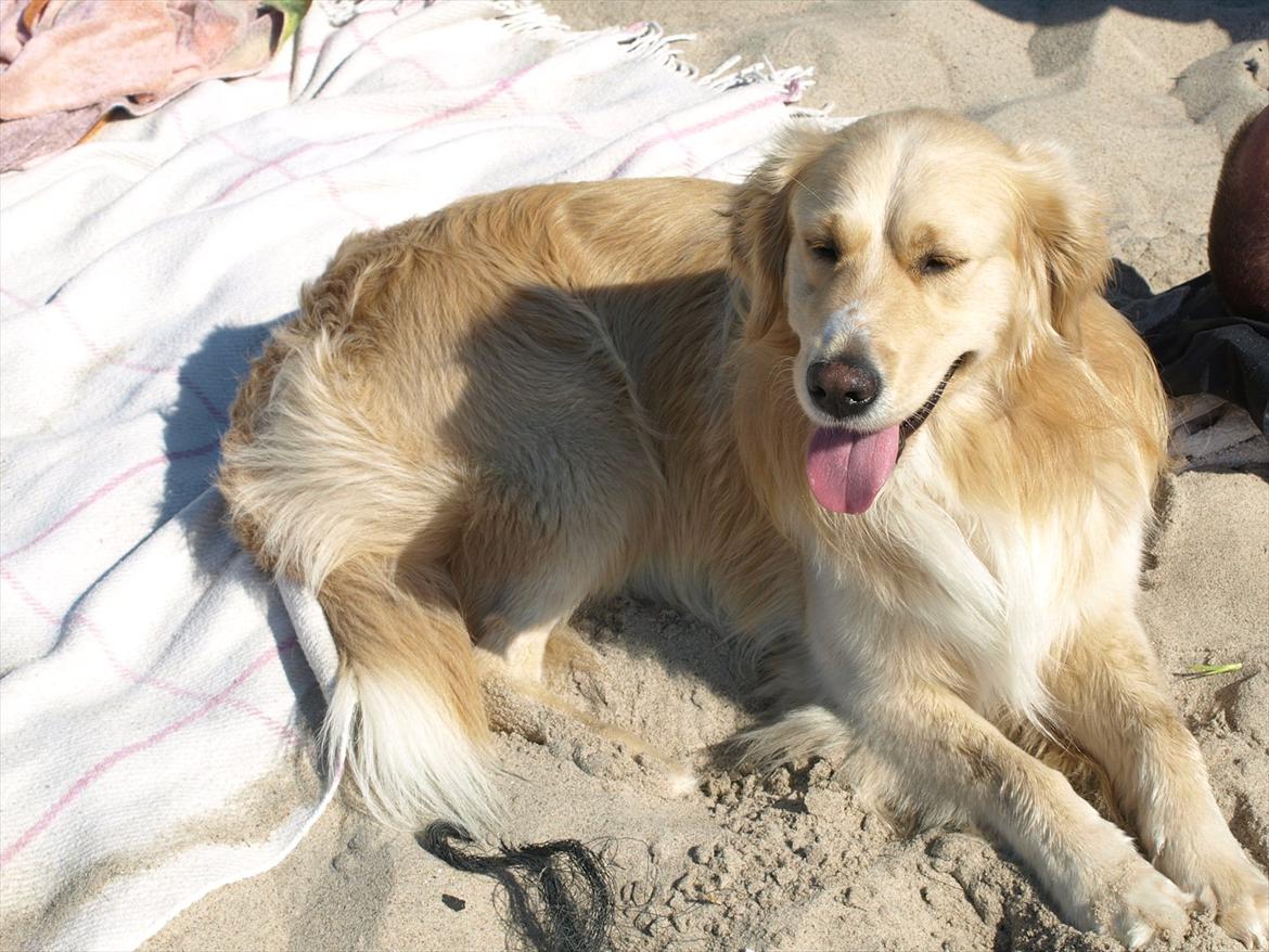 Golden retriever Laddy billede 14