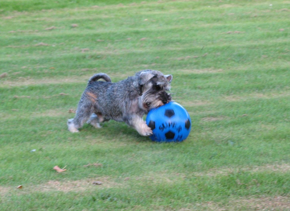 Dvaergschnauzer Ocean Al ( Tjeko ) - 7) min dejlige fodbold! ( d. 2/8 2011 ) billede 7