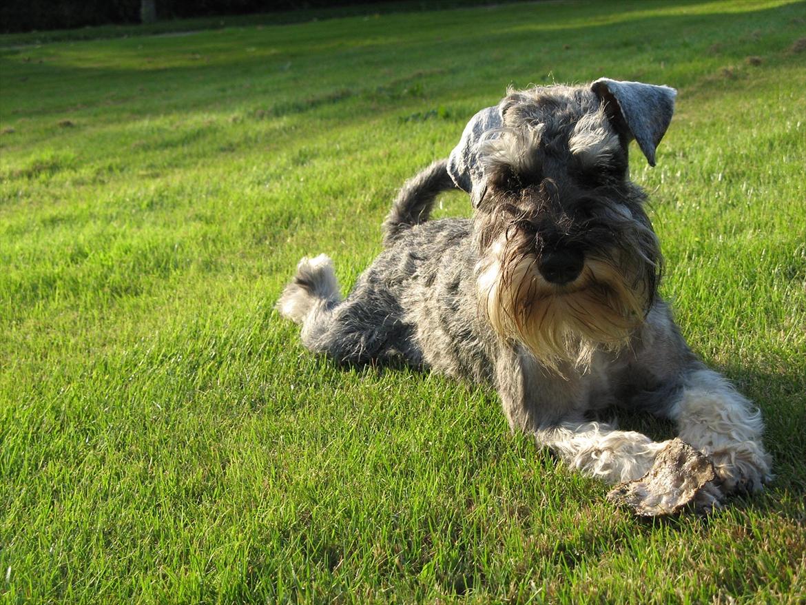 Dvaergschnauzer Ocean Al ( Tjeko ) - 8) ( d. 2/8 2011 ) billede 8