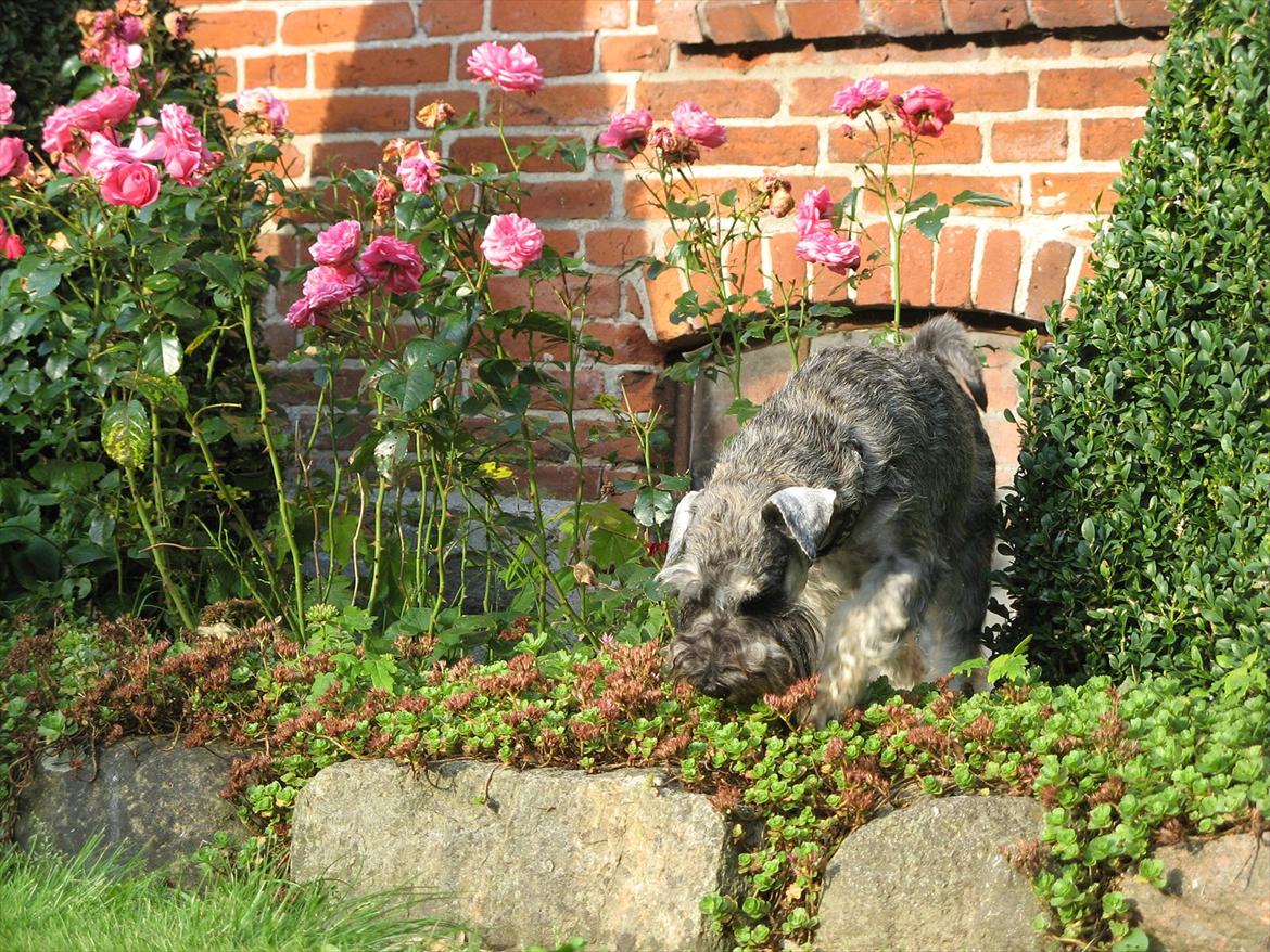 Dvaergschnauzer Ocean Al ( Tjeko ) - 9) Lige en tur i blomsterbedet ( d. 2/8 2011 ) billede 9