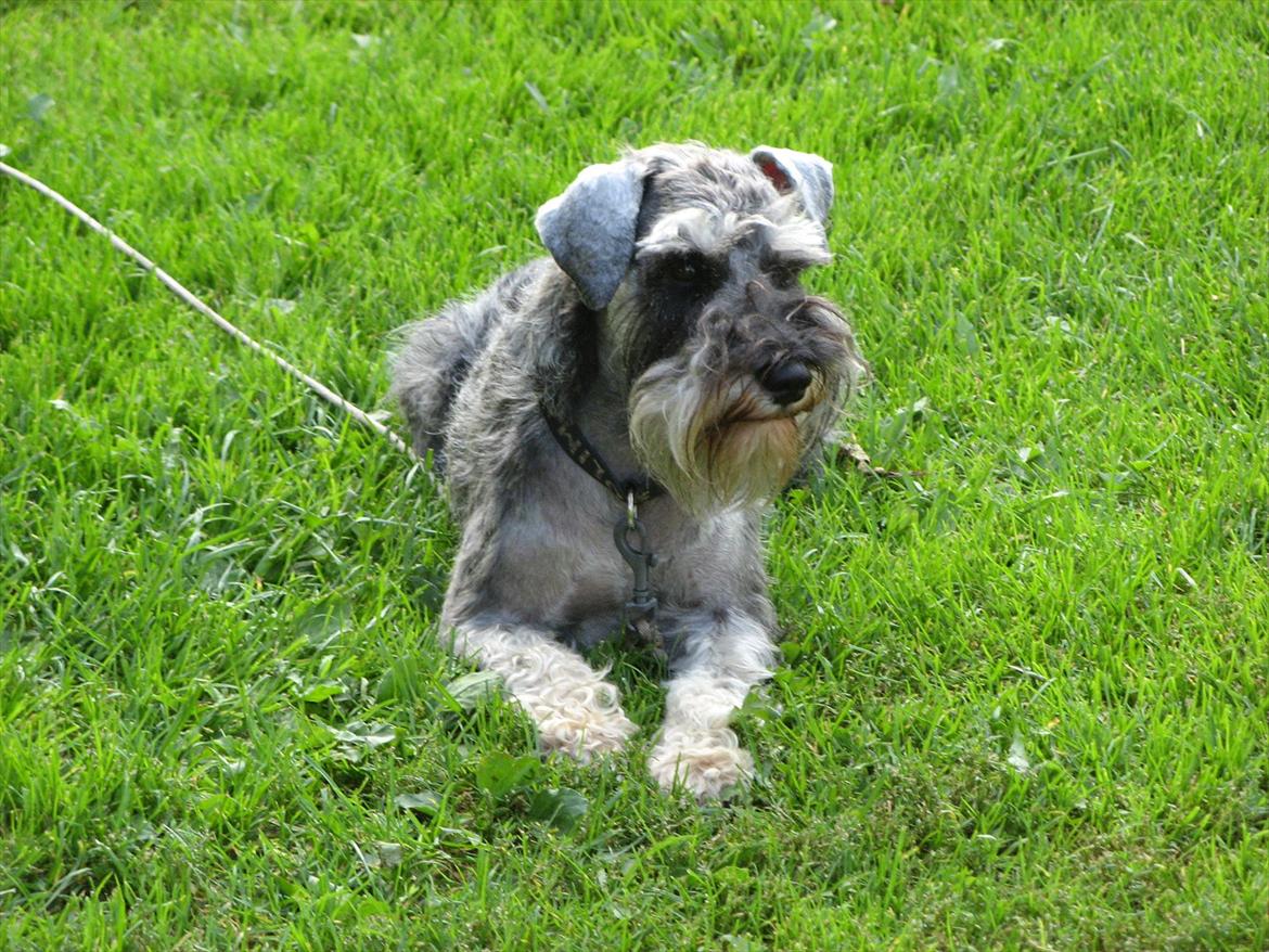 Dvaergschnauzer Ocean Al ( Tjeko ) - 10) ( d. 2/8 2011 ) billede 10