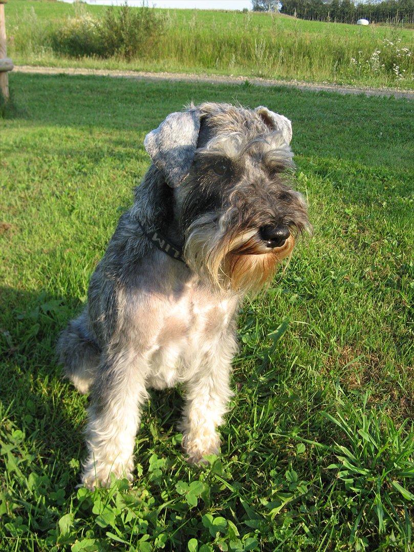Dvaergschnauzer Ocean Al ( Tjeko ) - 11) ( d. 2/8 2011 ) billede 11