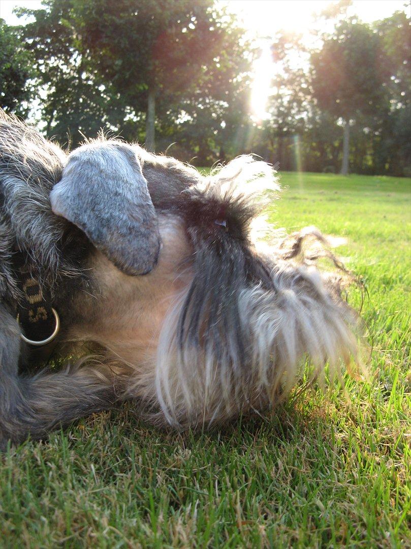 Dvaergschnauzer Ocean Al ( Tjeko ) - 12) Man bliver helt træt af alt det løben! ( d. 2/8 2011 ) billede 12