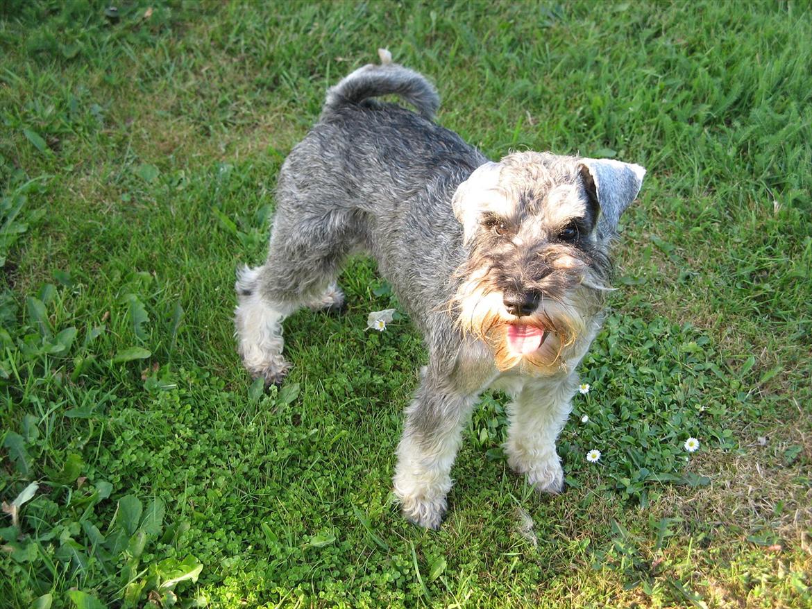 Dvaergschnauzer Ocean Al ( Tjeko ) - 13) ( d. 2/8 2011 ) billede 13