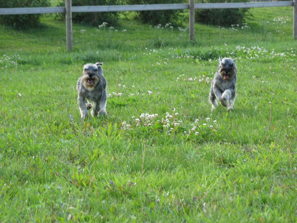 Dvaergschnauzer Ocean Al ( Tjeko ) - 14) Hvem kommer først! Tjeko til venstre ( d. 2/8 2011 ) billede 14