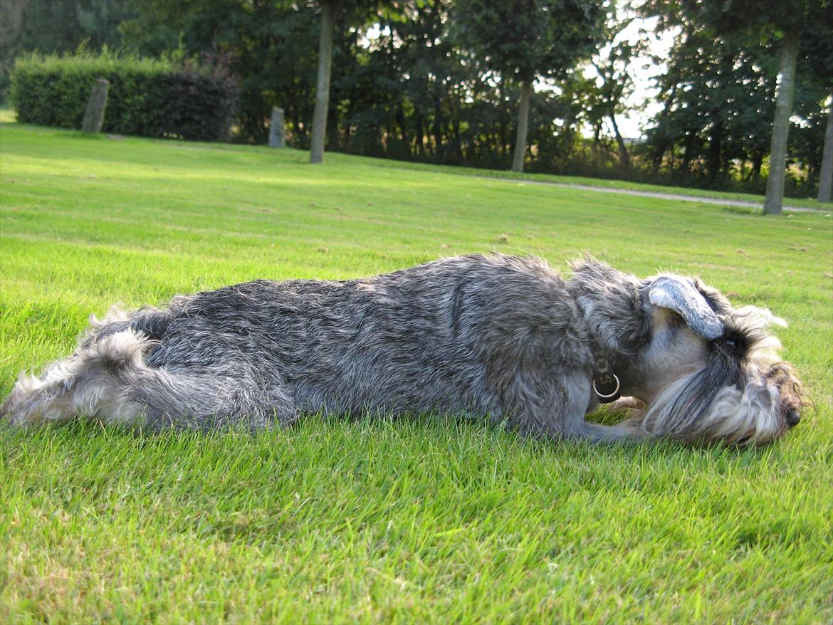 Dvaergschnauzer Ocean Al ( Tjeko ) - 15) ( d. 2/8 2011 )  billede 15