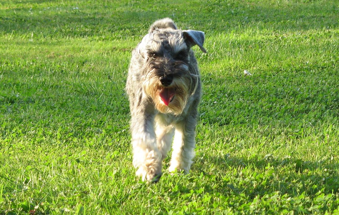 Dvaergschnauzer Ocean Al ( Tjeko ) - 16) ( d. 2/8 2011 )  billede 16