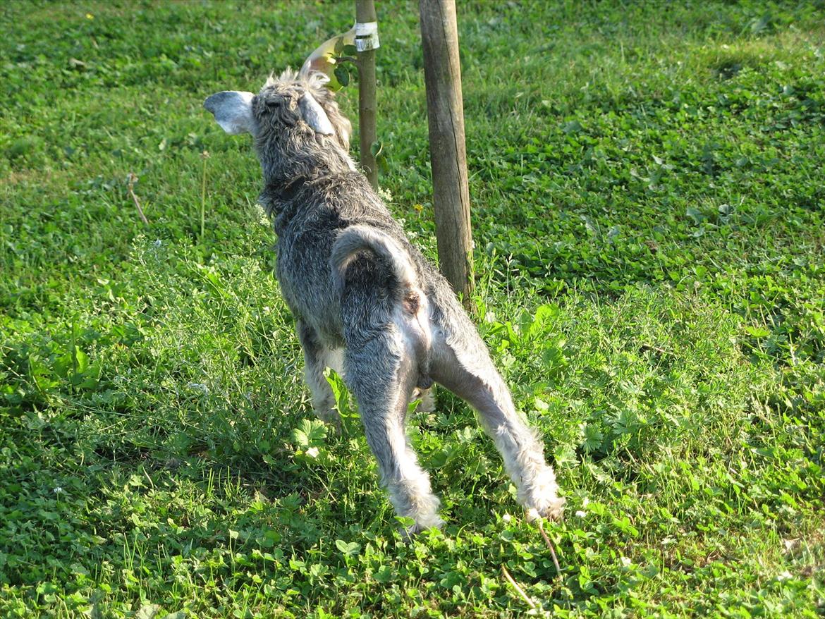 Dvaergschnauzer Ocean Al ( Tjeko ) - 18) Hmm det smager godt det her æble! ( d. 2/8 2011 ) billede 18