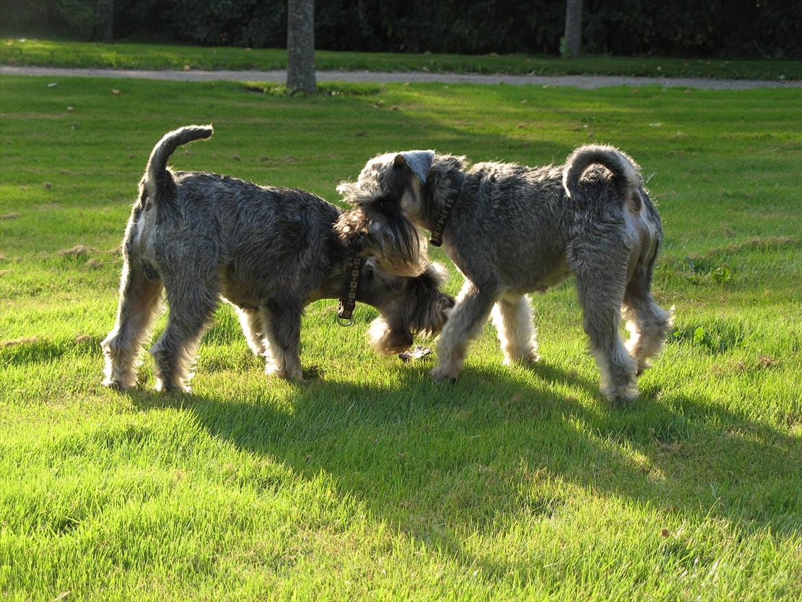 Dvaergschnauzer Ocean Al ( Tjeko ) - 17) Man er vil han hund (konkurrere om hvem der skal ha et stykke hud ) Tjeko til højre ( d. 2/8 2011 )  billede 17