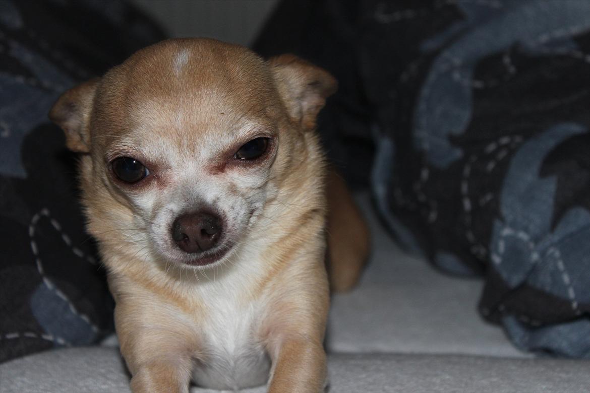 Chihuahua Shanti billede 2