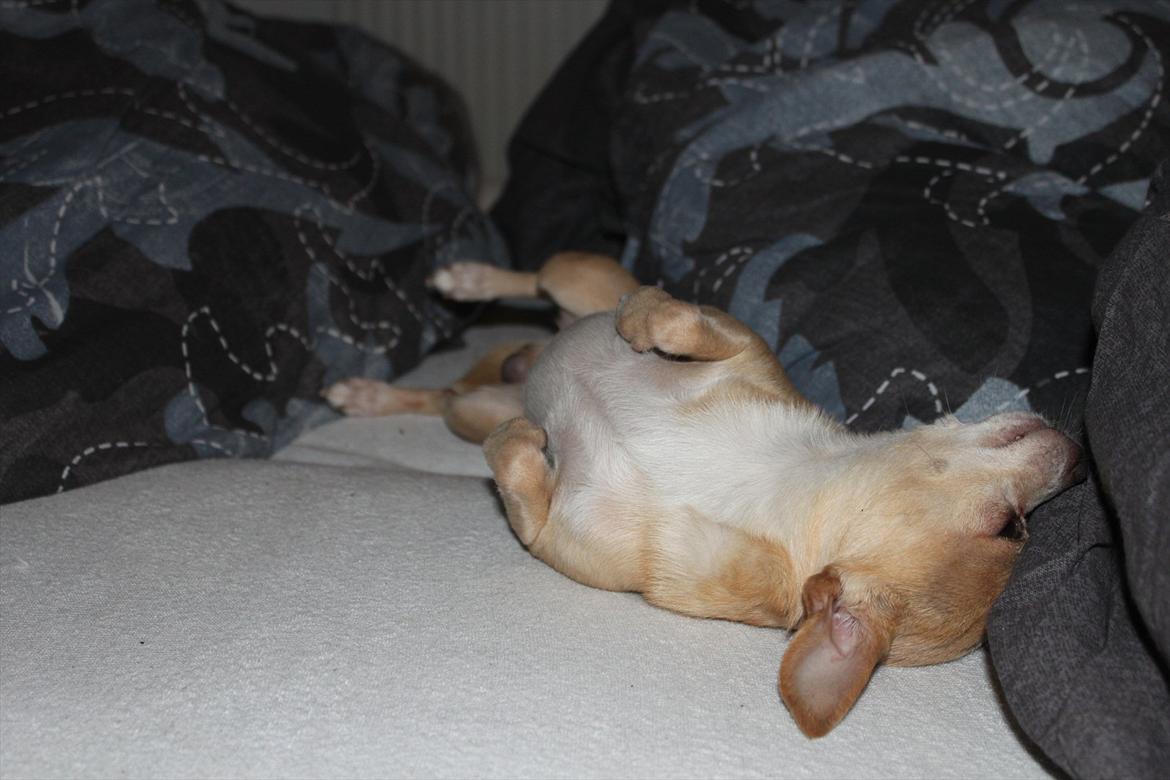 Chihuahua Shanti billede 3