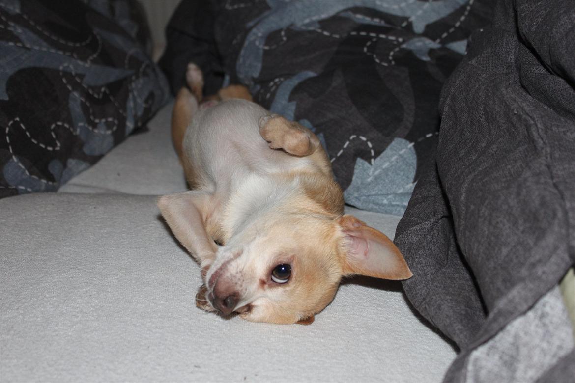 Chihuahua Shanti billede 4