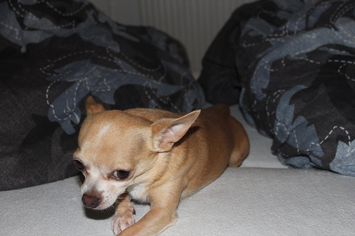 Chihuahua Shanti billede 5