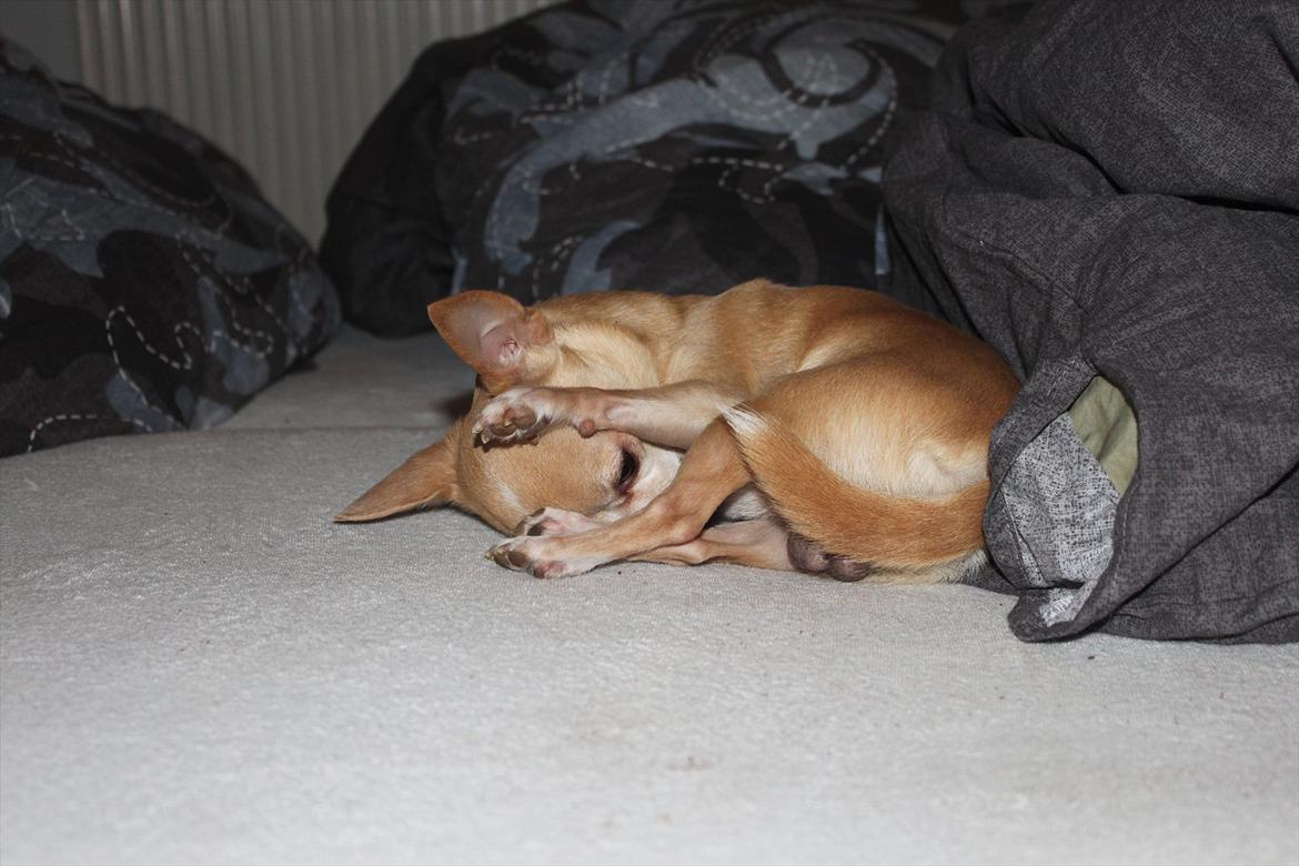 Chihuahua Shanti billede 6