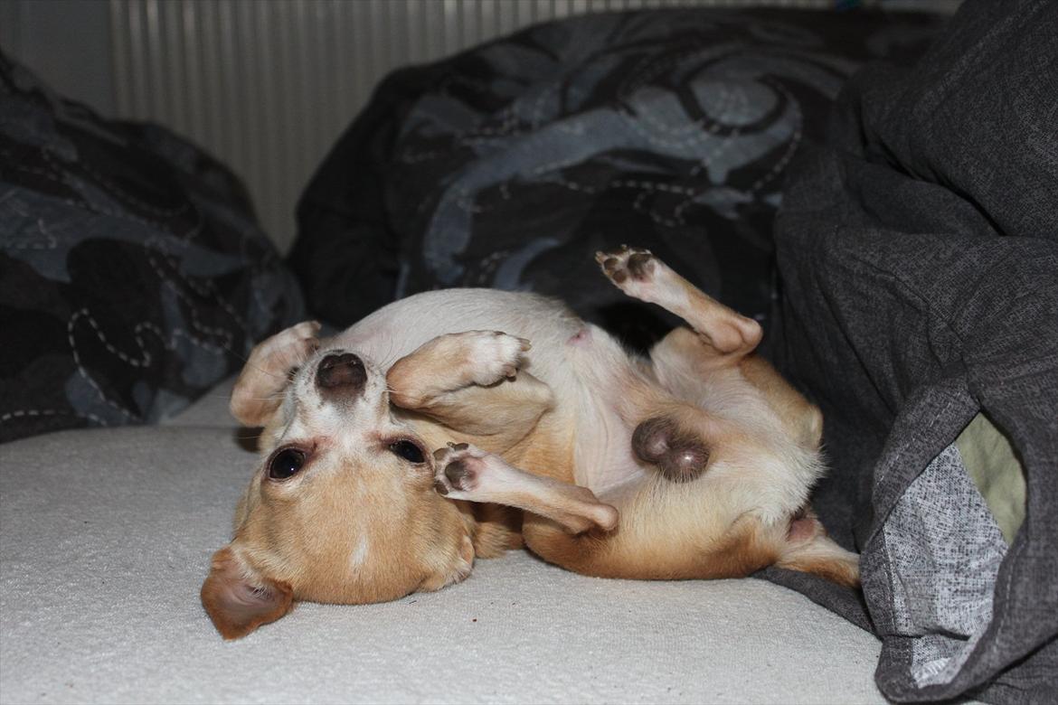 Chihuahua Shanti billede 7