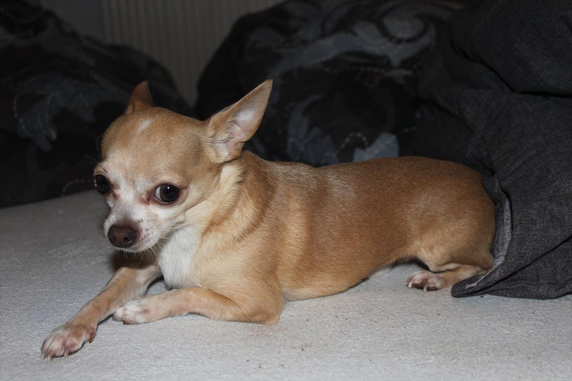Chihuahua Shanti billede 8
