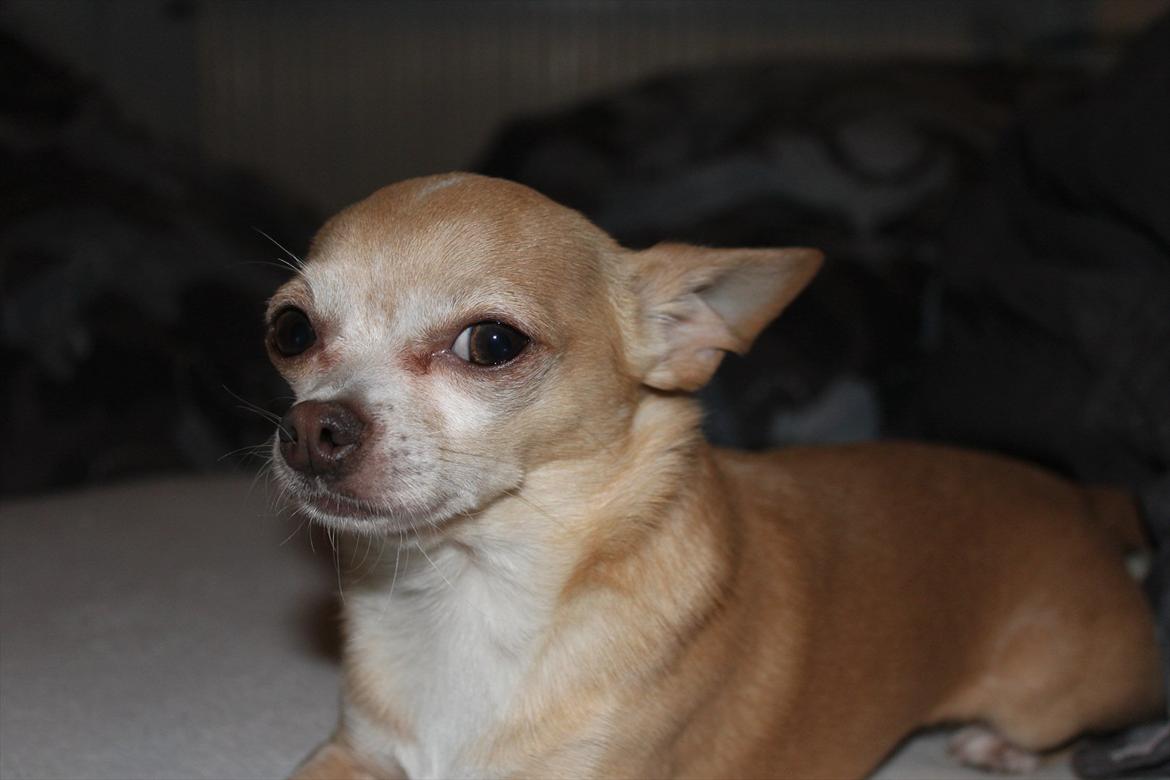 Chihuahua Shanti billede 9