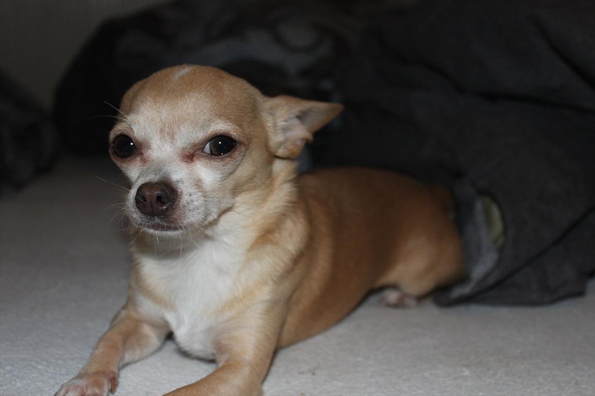 Chihuahua Shanti billede 10