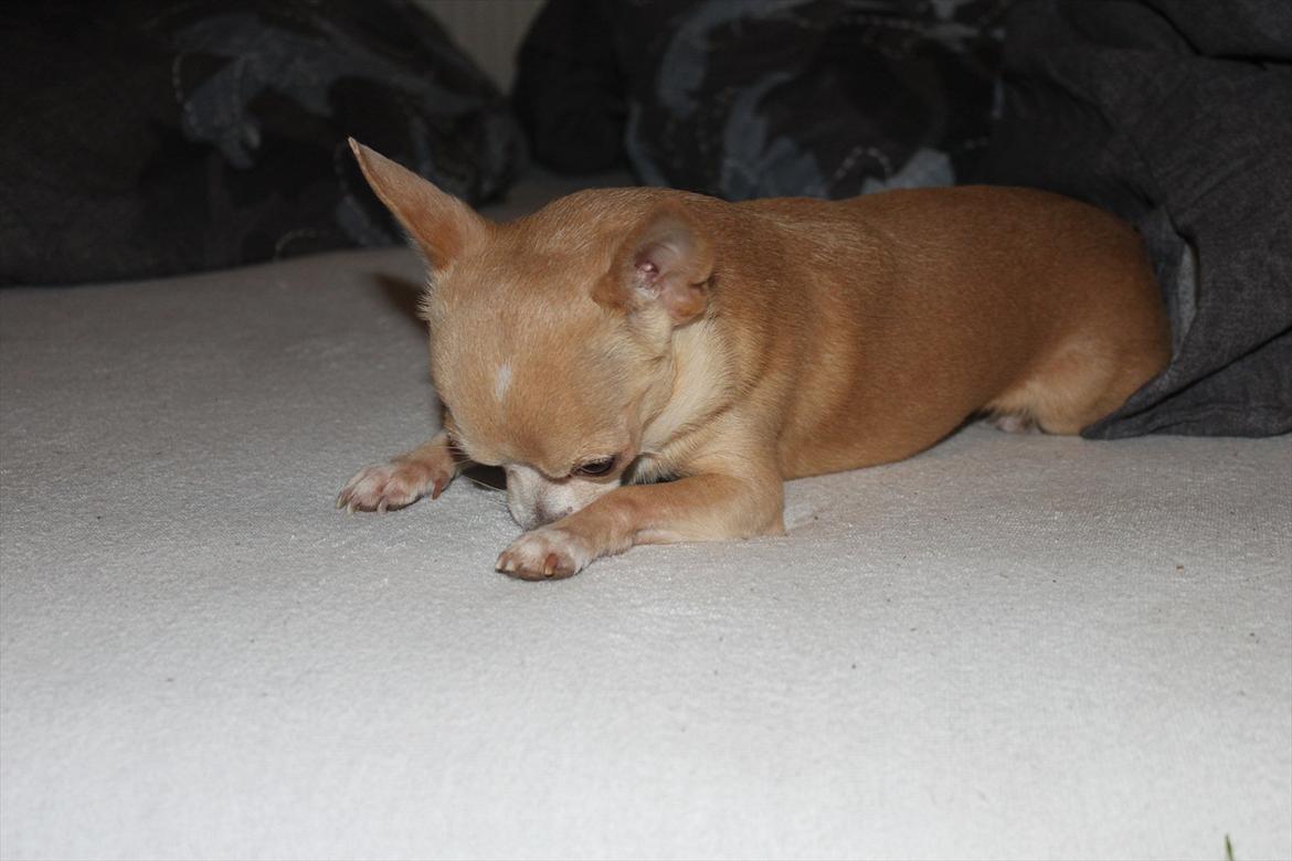 Chihuahua Shanti billede 11