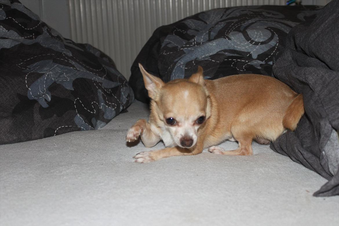 Chihuahua Shanti billede 12