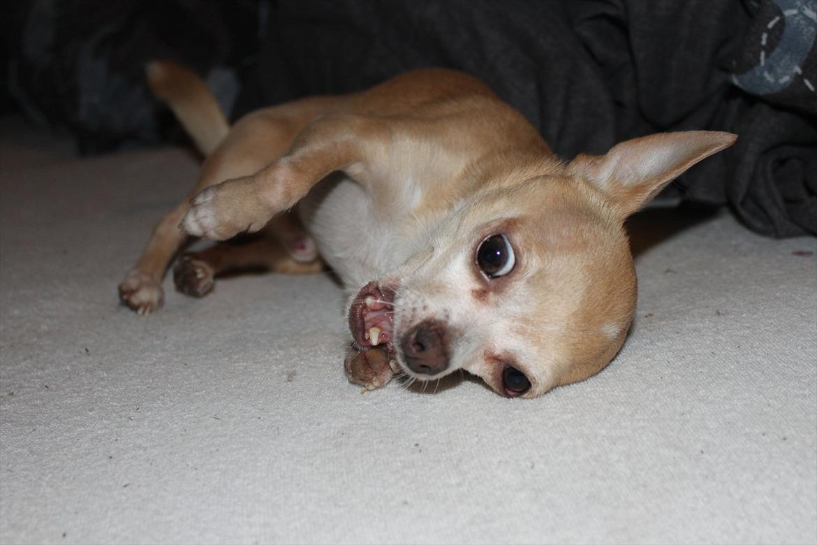 Chihuahua Shanti billede 13