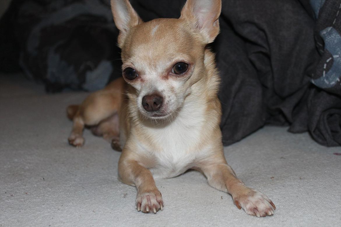 Chihuahua Shanti billede 14