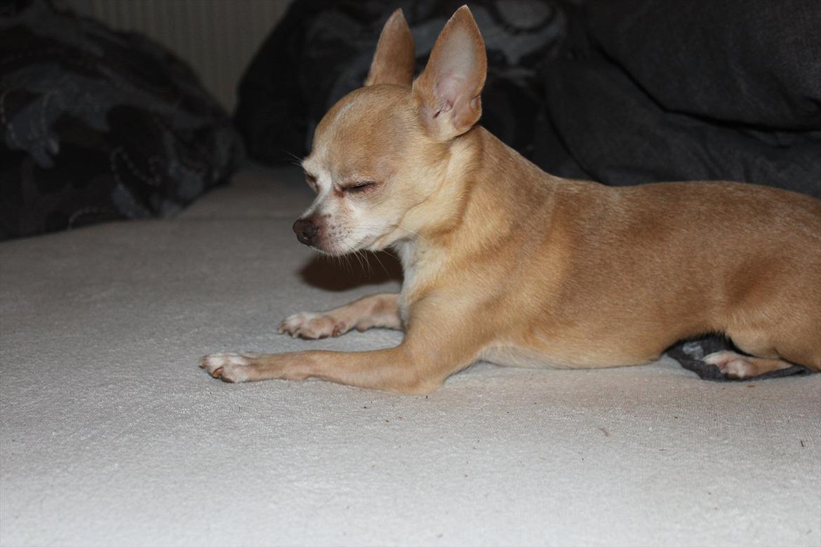 Chihuahua Shanti billede 15