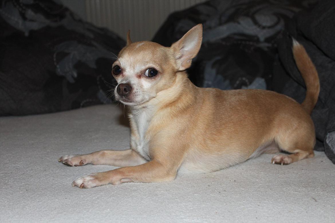 Chihuahua Shanti billede 16