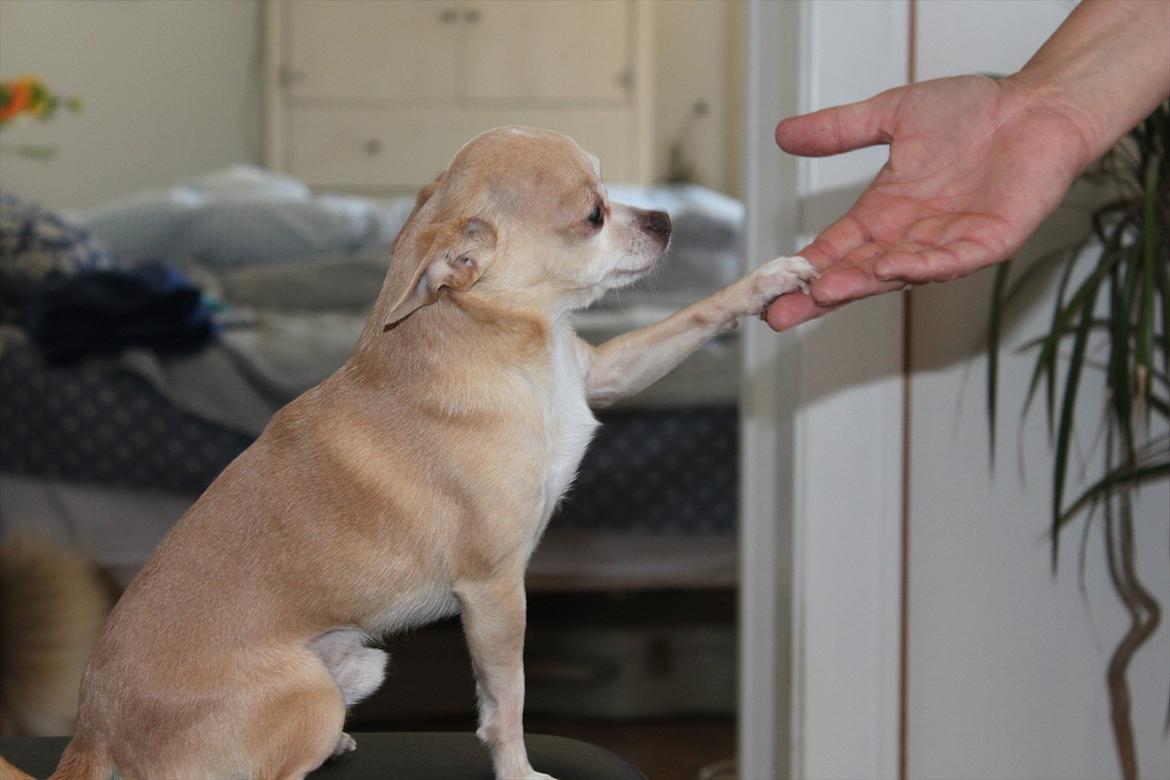 Chihuahua Shanti billede 17