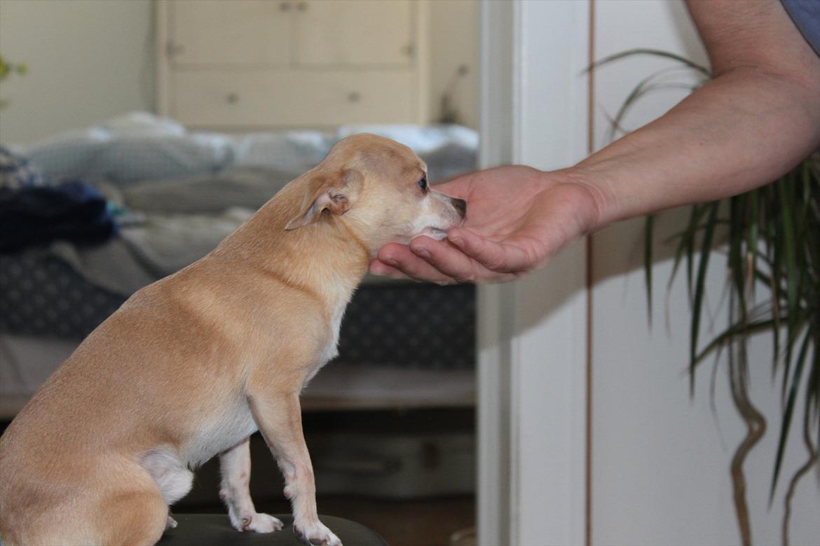 Chihuahua Shanti billede 18