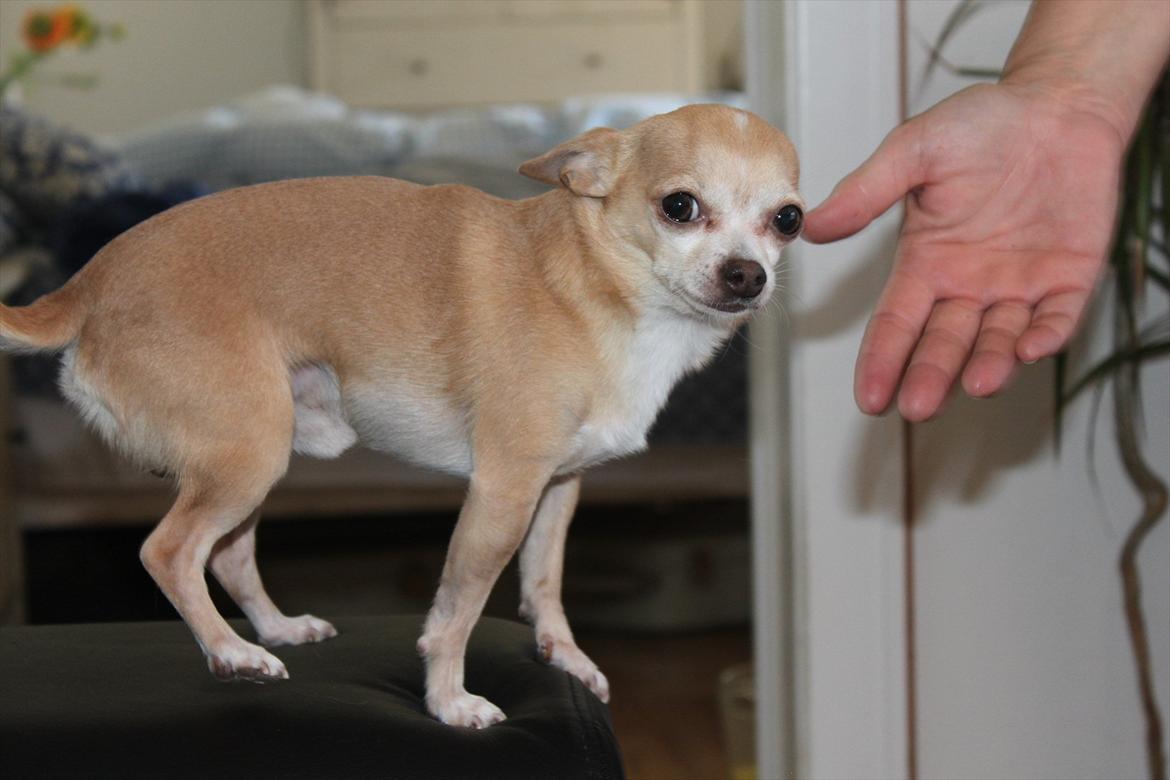 Chihuahua Shanti billede 19
