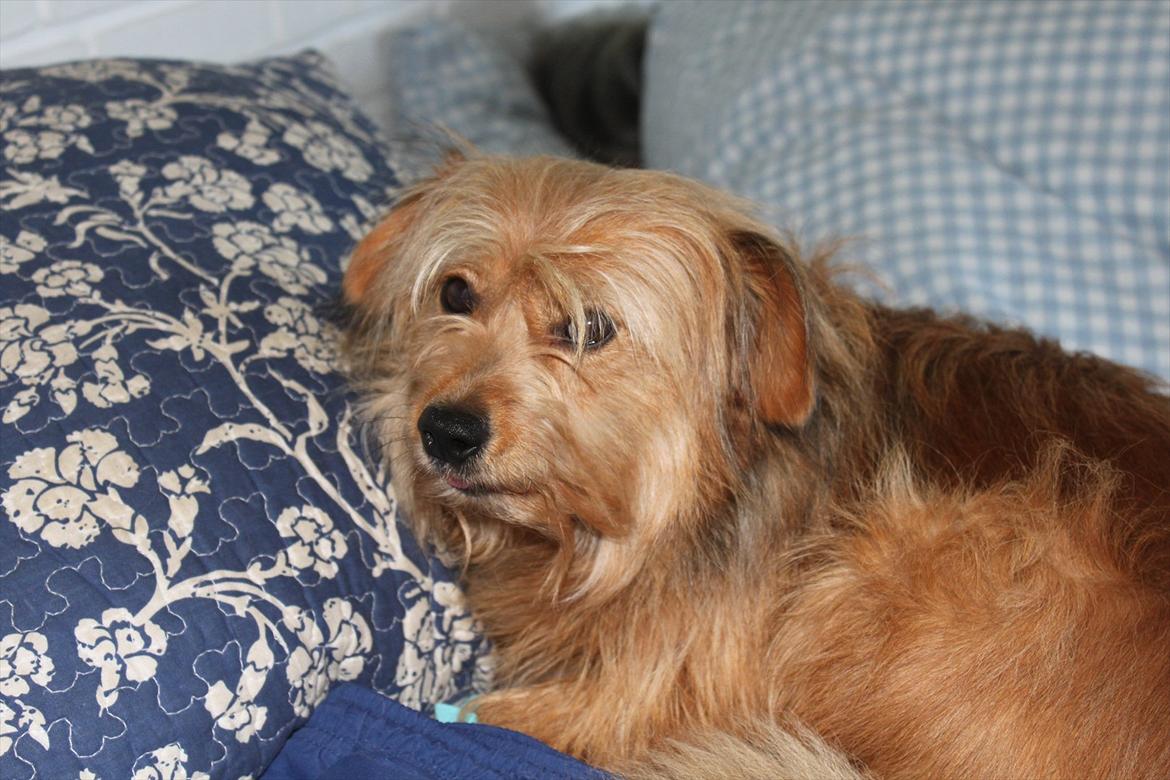 Blanding af racer Chica billede 2