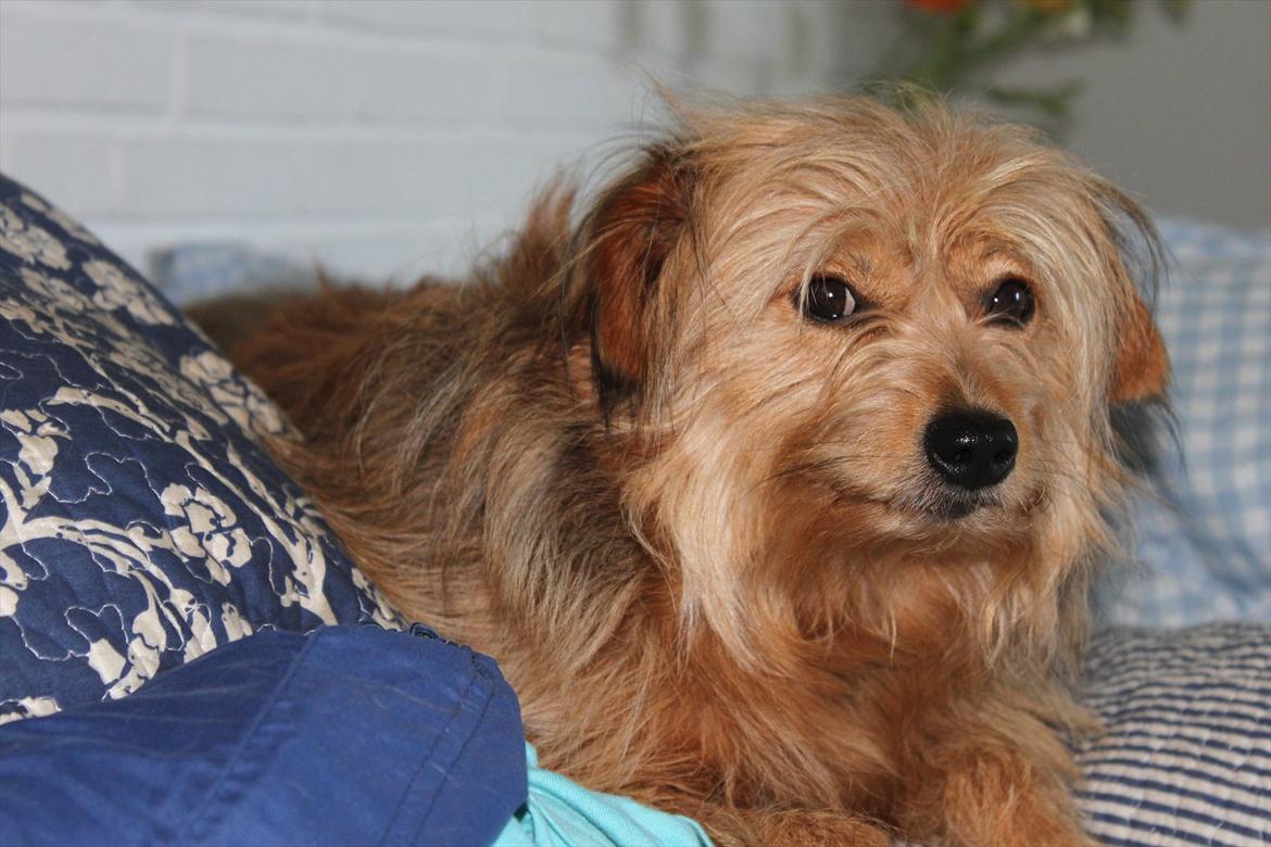 Blanding af racer Chica billede 3