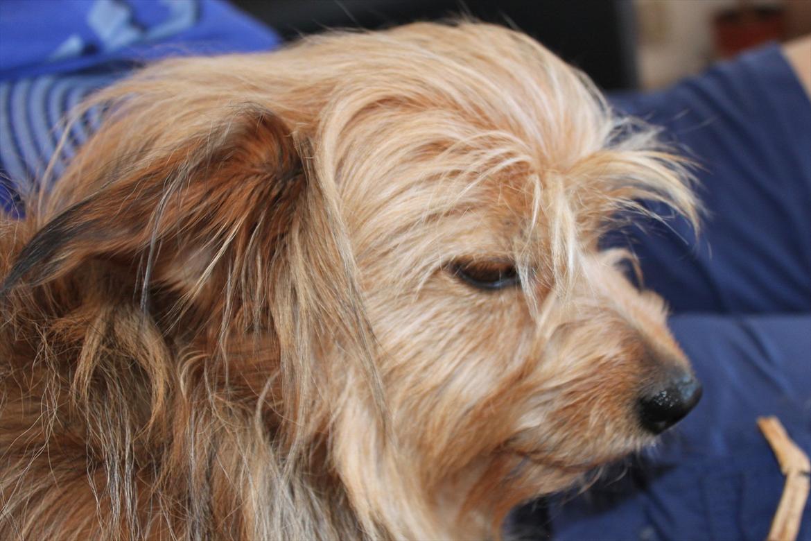 Blanding af racer Chica billede 4