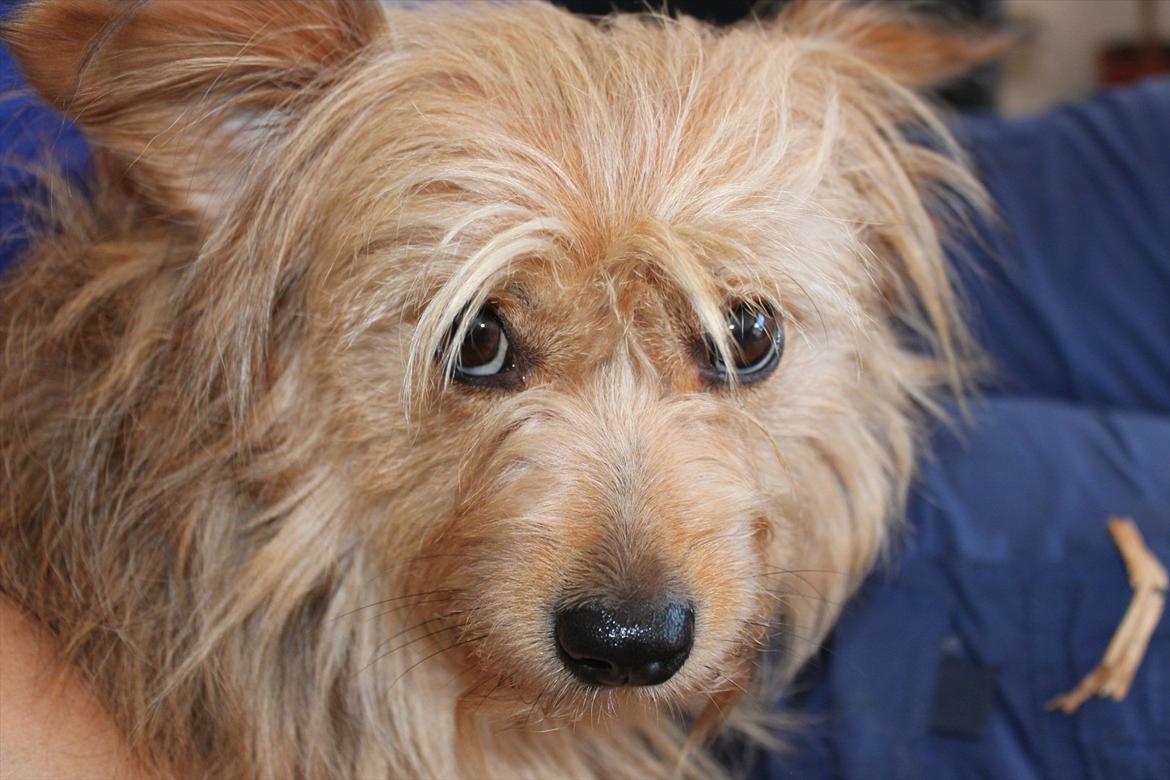 Blanding af racer Chica billede 5