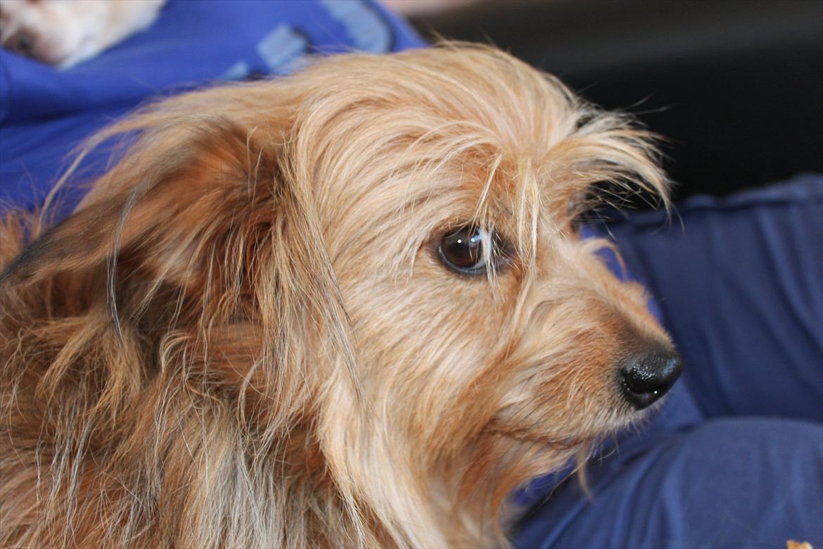 Blanding af racer Chica billede 6